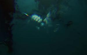 Signs Of The Swarm sort un clip embrumé pour Crown Of Nails