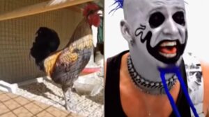 Un coq chante du Mudvayne, quelle époque formidable !