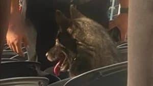 Une chienne s&rsquo;est enfuie de chez elle et a regardé un concert de Metallica d&rsquo;un bout à l&rsquo;autre